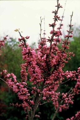 Cercis chinensis 'Avondale' busk