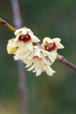 Chimonanthus praecox busk 100-125 cm
