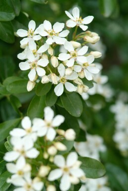 Choisya ternata busk 40-60 cm