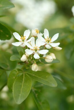 Choisya ternata busk 50-60 cm