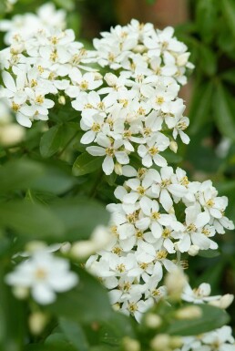 Choisya ternata busk 50-60 cm