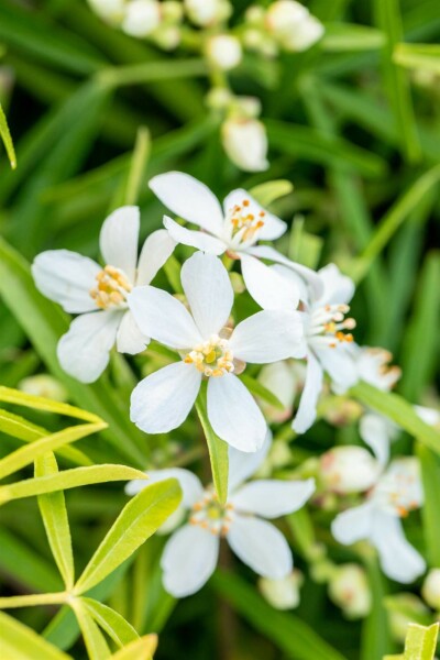 Choisya ternata 'Aztec Pearl' busk 60-80 cm