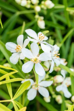 Intet billede tilgængeligt