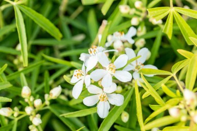 Choisya ternata 'Aztec Pearl' busk 60-80 cm
