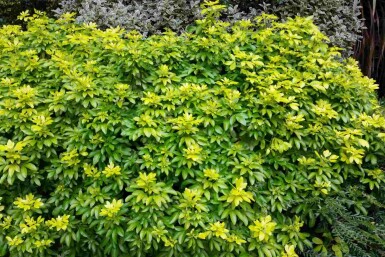 Choisya ternata 'Sundance' busk 40-50 cm