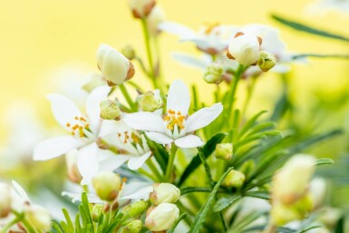 Choisya ternata 'White Dazzler' busk 35-40 cm