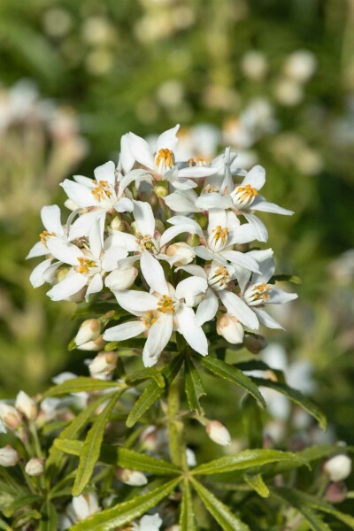 Choisya ternata 'White Dazzler' busk 80-100 cm