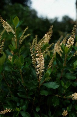 Clethra alnifolia 'Pink Spire' busk 40-50 cm