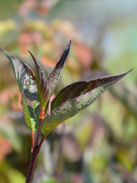 Cornus alba 'Kesselringii' busk 50-60 cm