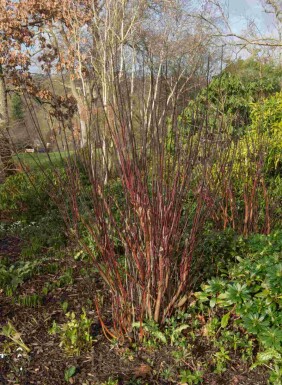 Cornus alba 'Kesselringii' busk 100-125 cm
