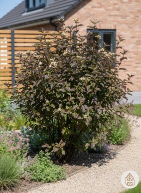 Cornus alba 'Kesselringii' busk 100-125 cm