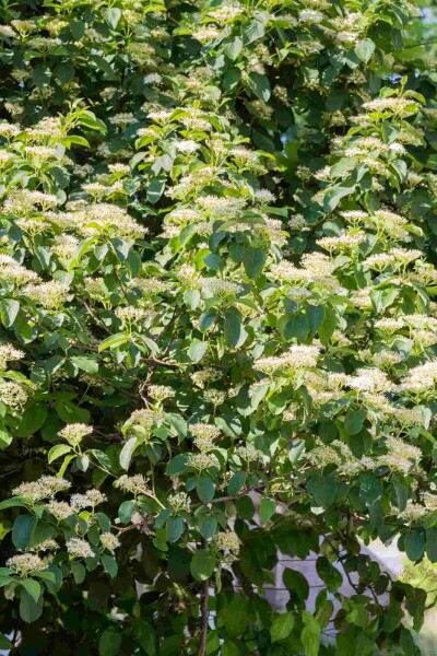 Cornus alternifolia busk 100-125 cm