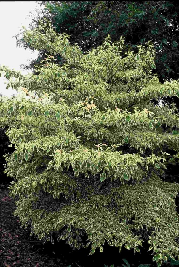 Cornus controversa 'Variegata' busk 150-175 cm