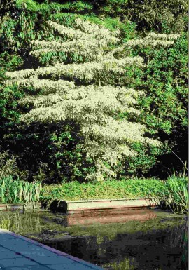 Cornus controversa 'Variegata' busk 175-200 cm