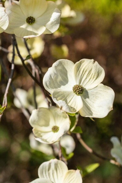 Cornus florida busk 200-250 cm
