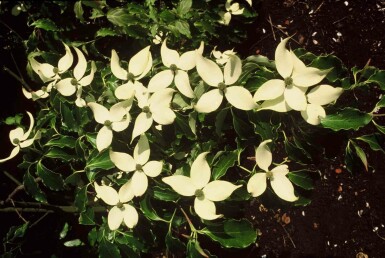 Cornus kousa busk 50-60 cm
