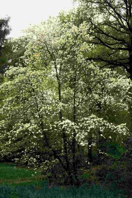 Cornus kousa busk 100-120 cm