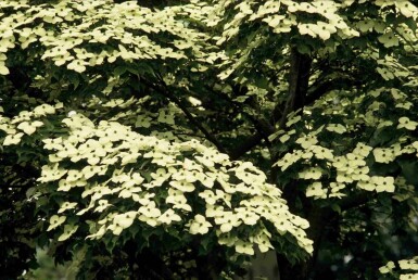 Cornus kousa busk 100-120 cm