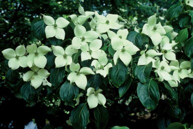 Cornus kousa 'China Girl' busk 60-80 cm