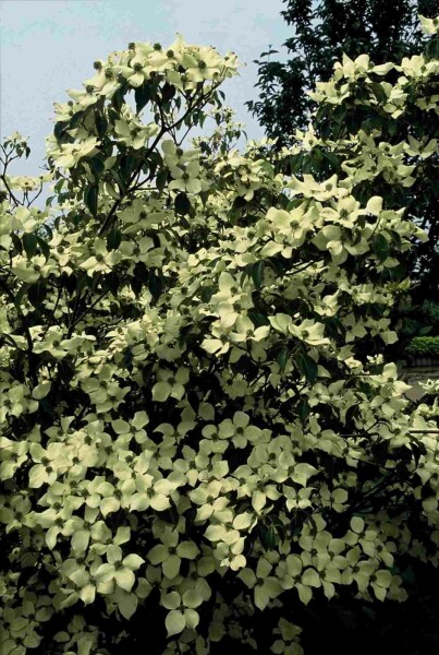 Cornus kousa 'China Girl' busk 80-100 cm