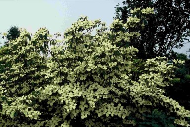 Cornus kousa 'China Girl' busk 80-100 cm