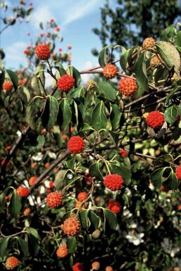 Cornus kousa 'China Girl' busk 125-150 cm