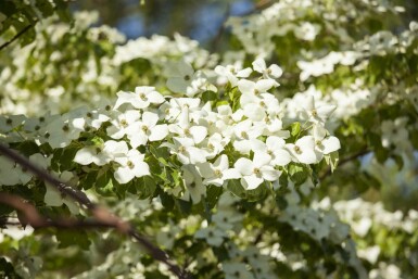 Cornus kousa chinensis busk 40-60 cm
