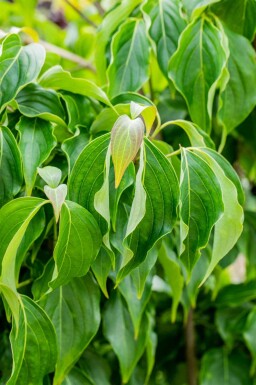 Cornus kousa chinensis busk 80-100 cm