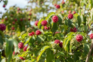 Cornus kousa 'Milky Way' busk 60-80 cm