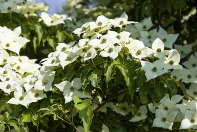 Cornus kousa 'Milky Way' busk 150-175 cm