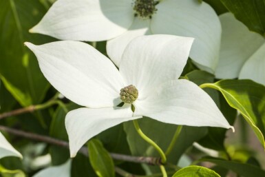 Cornus kousa 'Milky Way' busk 150-175 cm