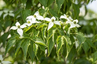Cornus kousa 'Milky Way' busk 175-200 cm