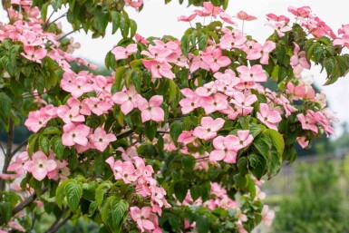 Cornus kousa 'Satomi' busk 80-100 cm