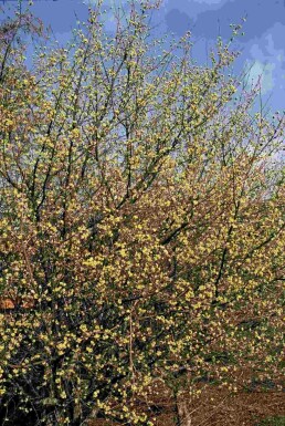 Cornus mas busk 60-80 cm