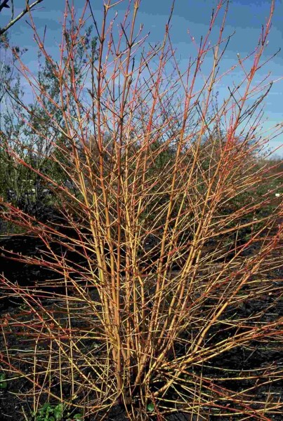 Cornus sanguinea 'Midwinter Fire' busk 175-200 cm