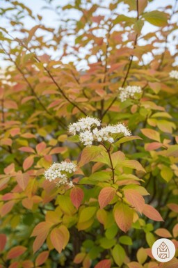 Cornus sanguinea 'Winter Beauty' busk 60-80 cm