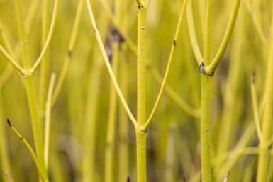 Cornus sericea 'Flaviramea' busk 80-100 cm