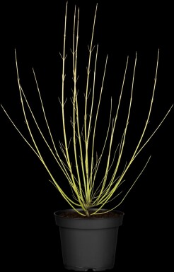 Cornus sericea 'Flaviramea' busk 125-150 cm