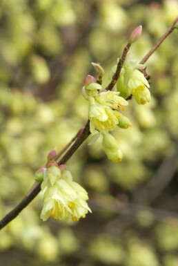 Corylopsis pauciflora busk 40-50 cm