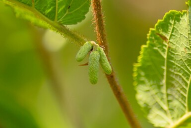 Corylus avellana busk 80-100 cm