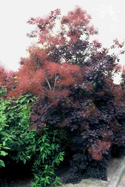 Cotinus coggygria 'Royal Purple' busk 100-125 cm