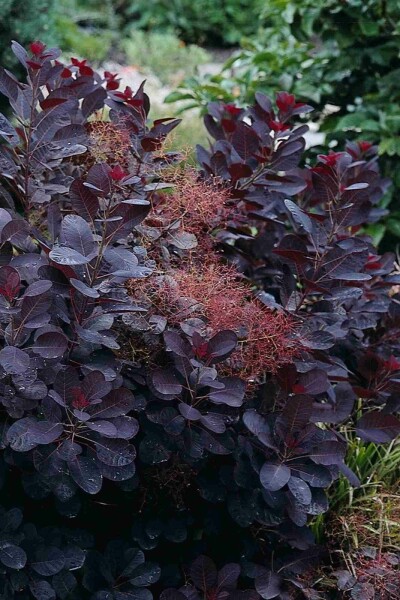 Cotinus coggygria 'Royal Purple' busk 175-200 cm