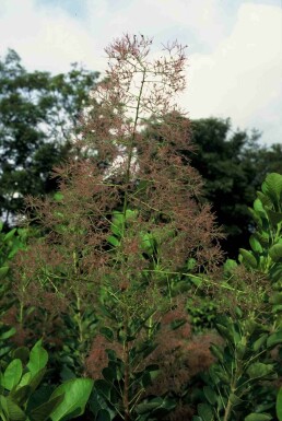 Cotinus coggygria 'Young Lady' busk 50-60 cm