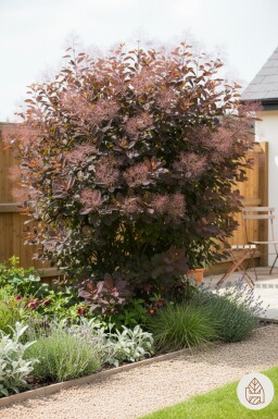 Cotinus 'Grace' busk 40-50 cm