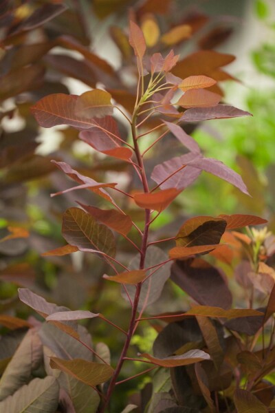 Cotinus 'Grace' busk 100-125 cm