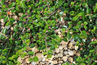Cotoneaster dammeri 'Major' busk 30-40 cm