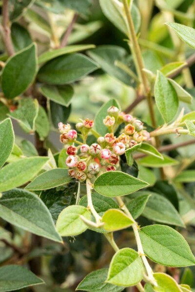 Cotoneaster franchetii busk 125-150 cm