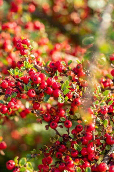 Cotoneaster horizontalis busk 30-40 cm