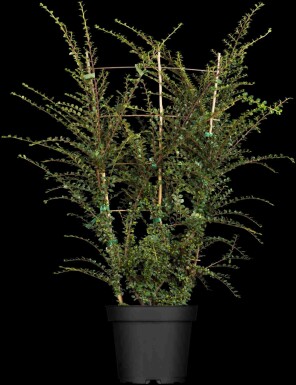 Cotoneaster horizontalis busk 30-40 cm