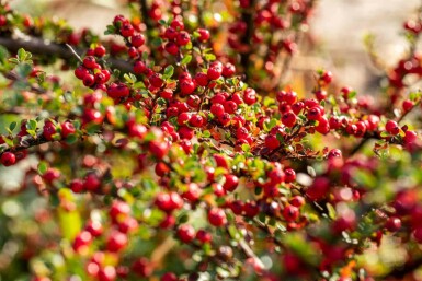 Cotoneaster horizontalis busk 50-60 cm